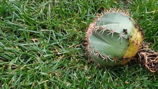 Вы купили кактус.Советы.Что дальше?Melocactus.411