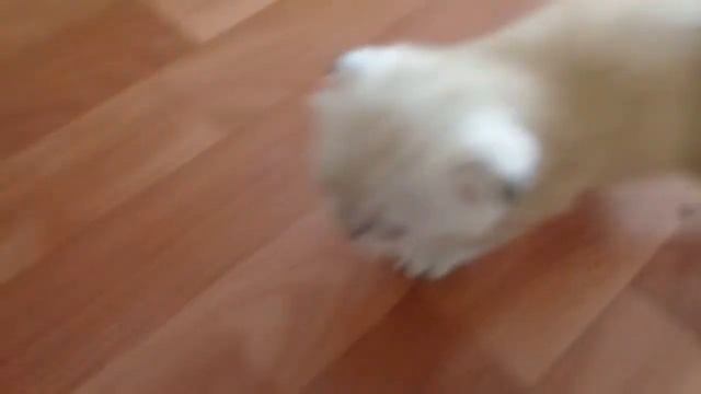 Самые редкие окрасы шотландских котят.НАШИ .#шотландские.#котята.#вислоухие.Белый мраморна серебре смотреть онлайн