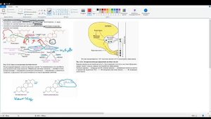 Синтез и регуляция желчных кислот. Желчнокаменная болезнь