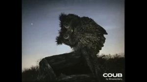 Кубическа сила | 011 | 25 кубов — в одном видео | The Secret Behind Coub Power: 25 Cubes in Action