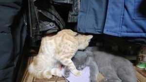 Кошачья дружба