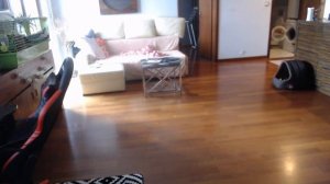 шпиц сам дома