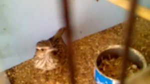 Юла лесной жаворонок.mp4