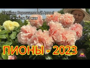 Сеянцы пионов Ворошиловой. Цветение 2023 года! Часть 7 / Сад Ворошиловой