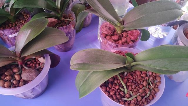 01.09.21.ОРХИДЕИ полив и удобрение.. готовимся к цветению. смотреть онлайн