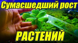 Сумасшедший рост растений! Не выдержал и выкинул пол ведра растений!