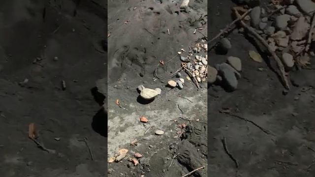 Аммониты смотреть онлайн