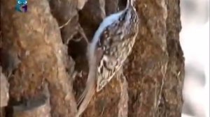 Пищуха (птица)