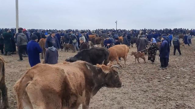 chiroqchi chorshanbi mol bozor sogin ??sigirlar narxlarii 31 ,01,2024 ??