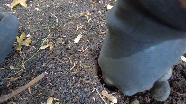 Planting Over 1000 Spring Bulbs Part 1