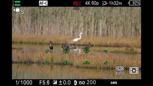 Sony a7R V vs Canon R5 vs Sony a7R IV: Best high-resolution camera!