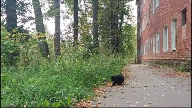 Чёрная кошка во дворе
