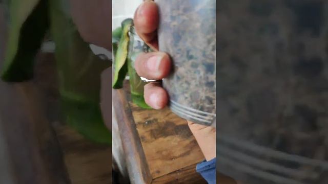 Hojas Amarillas en Orquídeas Phalaenopsis смотреть онлайн