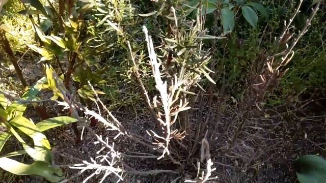 Розмарин после зимовки 2016-2017 года, 29 апреля 2017 года смотреть онлайн