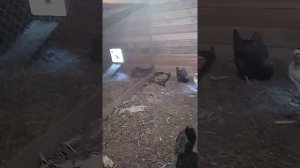 Сколько яиц несёт курочка породы Доминант крапчатый.