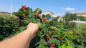 Ежевика Блэк Джэм. 14 августа