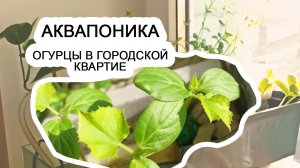 Аквапоника дома. Огурцы на подоконнике в квартире с бесплатным удобрением.