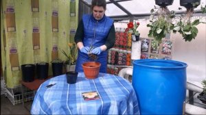 Как правильно посадить лилейник Мастер класс от Юлий Киселевой