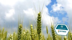 Ozime sorte pšenice i ječma za visoke i stabilne prinose