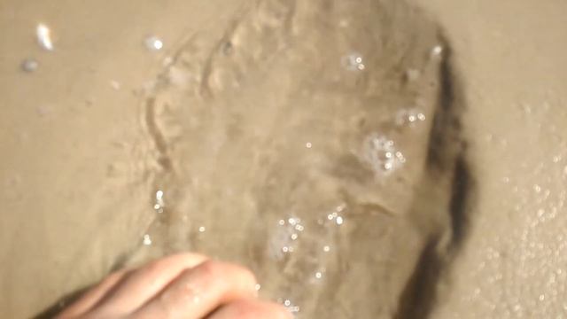 Мальки креветки на берегу черного моря смотреть онлайн