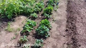 Вредители клубники! Кто грызёт листья и как бороться?