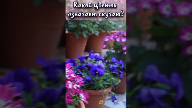 Какой цветок означает скучаю? #shorts