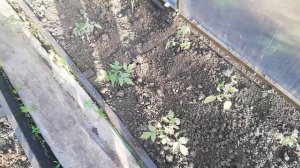 Схема посадки помидор в теплице!!!!!