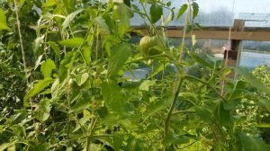 Когда и как правильно обрезать листья у томатов.