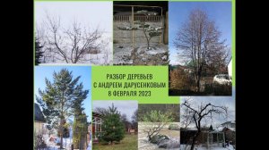 Разбор деревьев [запись онлайн-встречи 08.02.2023]