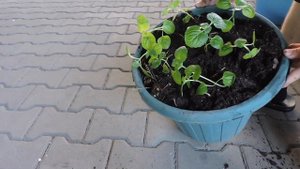 ТЛИ БОЛЬШЕ НЕ БУДЕТ | ПЕТУНИЯ ПОЙДЁТ В ЦВЕТЕНИЕ!!!