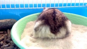 Джунгарский хомяк  купается в песке.Прикол.