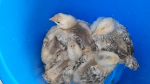 ОПРЕДЕЛЕНИЕ ЛУЧШЕГО МЯСО-ЯИЧНОГО КРОССА//СРАВНЕНИЕ РЕДБРО,МАСТЕР ГРЕЙ,ГОЛОШЕЙКА,ГРИЗ -БАР, ГЕРКУЛЕС