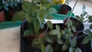 Мини роза Кордана. Передержка в зимний период.