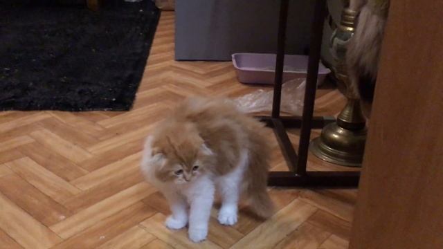 Котенок породы хайленд - фолд. Первое знакомство.