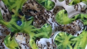 Переселение большой колонии муравьев-жнецов. Первый месяц