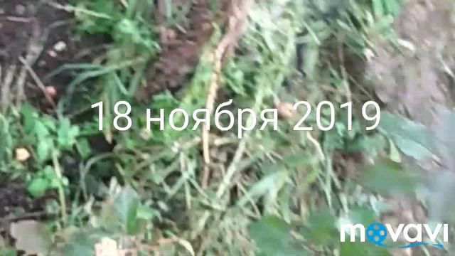 Укрываю розы обещают морозы ( смотреть онлайн