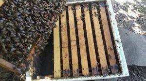 Эксперимент с изоляцией матки против роения в принципе удачный.Но есть и проблема.