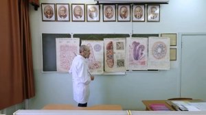 Периферические органы кроветворения
