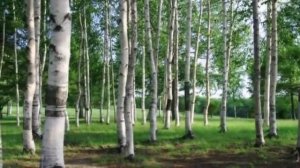Берёза. Анна Герман