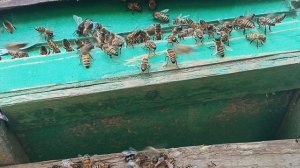 сезон роев открыт