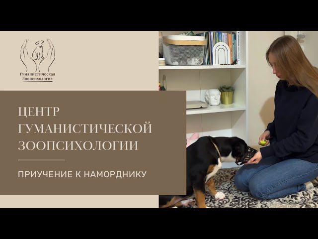 Как приучить собаку к наморднику? смотреть онлайн