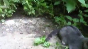 Кот радуется жизни