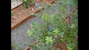Обзор и дегустация голубики часть 1.  Ранние и средние сорта. Blueberry