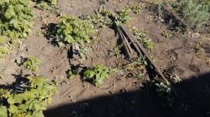 Огородные дела / Картофель плохо всходит / Дождей нет / Где посадить цветную капусту.
