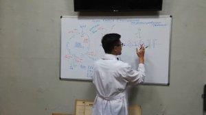 Занятие №12 Цикл Кребса  Окислительное фосфорилирование