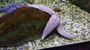 Морская звезда ходит