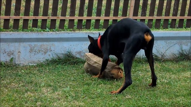 Doberman Pako i rukav za pse - (2014) смотреть онлайн