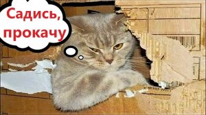 ПРИКОЛЫ С КОТАМИ! Смешные коты!   С ОЗВУЧКОЙ! Самые Смешные Животные!