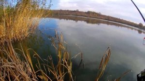 Ловля окуня осенью на отводной поводок с берега  на спиннинги 2021