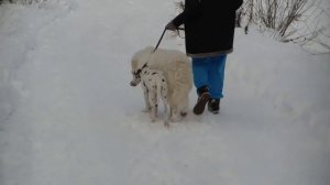 Дрессировка двух собак. http://dogclass.ru/